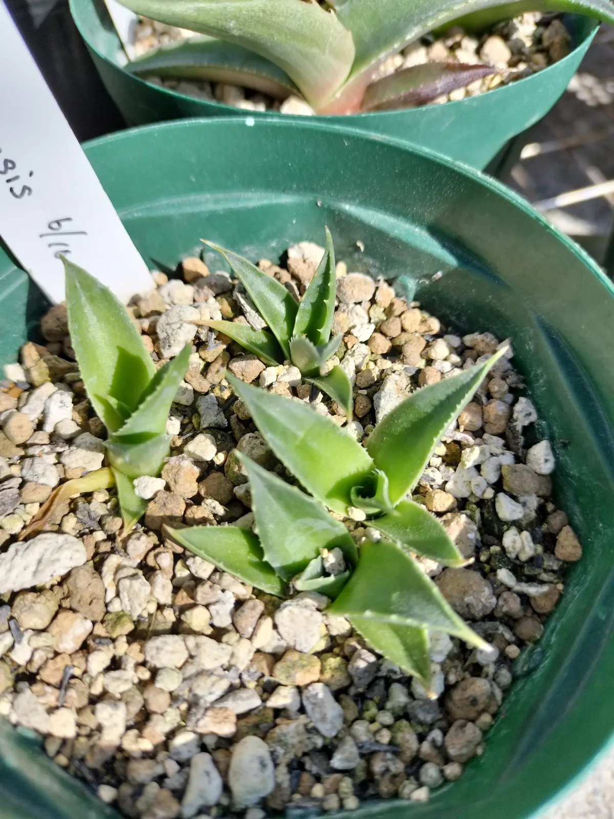 Agave utahensis ssp. utahensis (アガベ ユタエンシス)