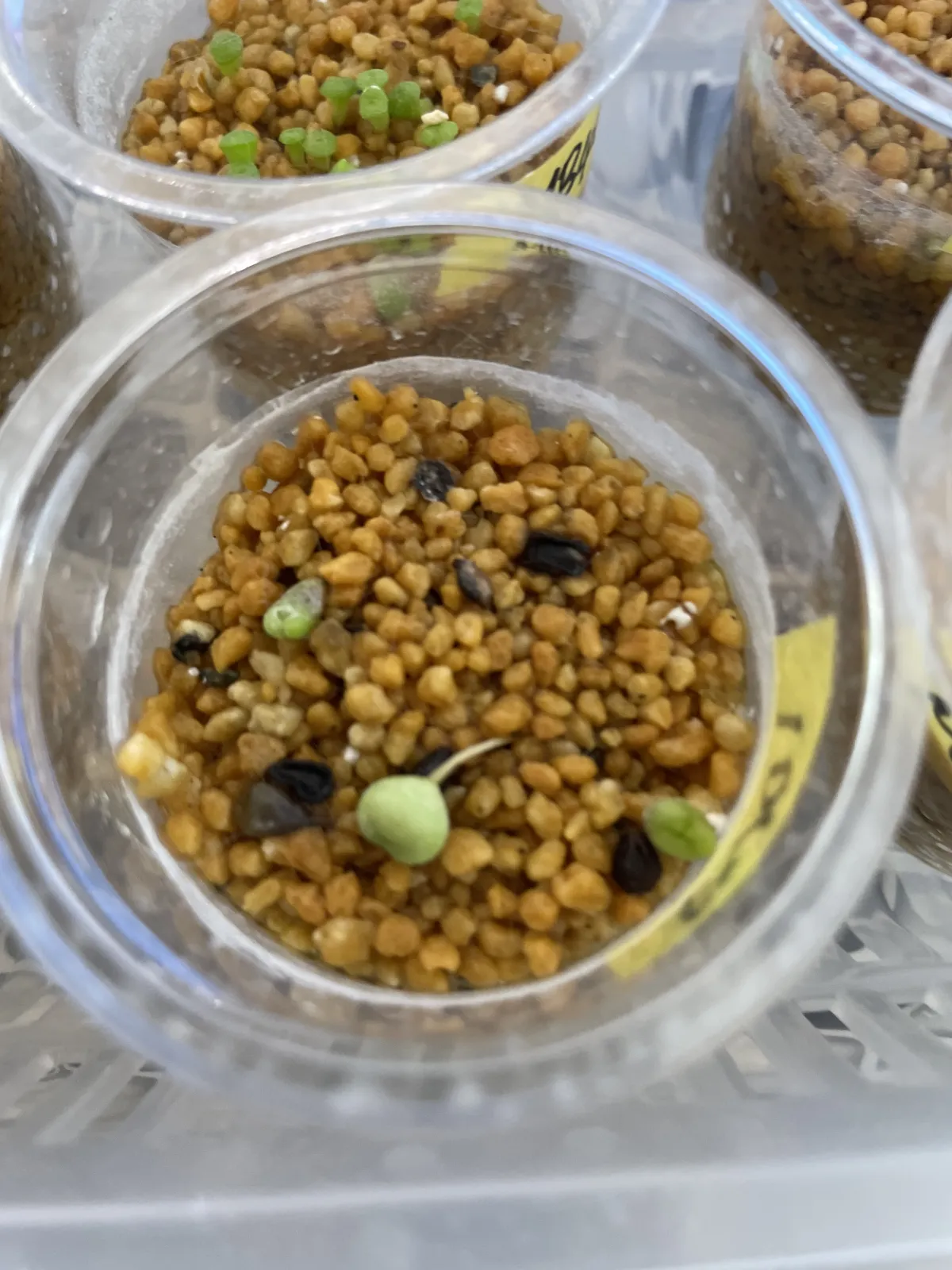 Pseudolithos migiurtinus (セドウリトス ミギウルティナス)