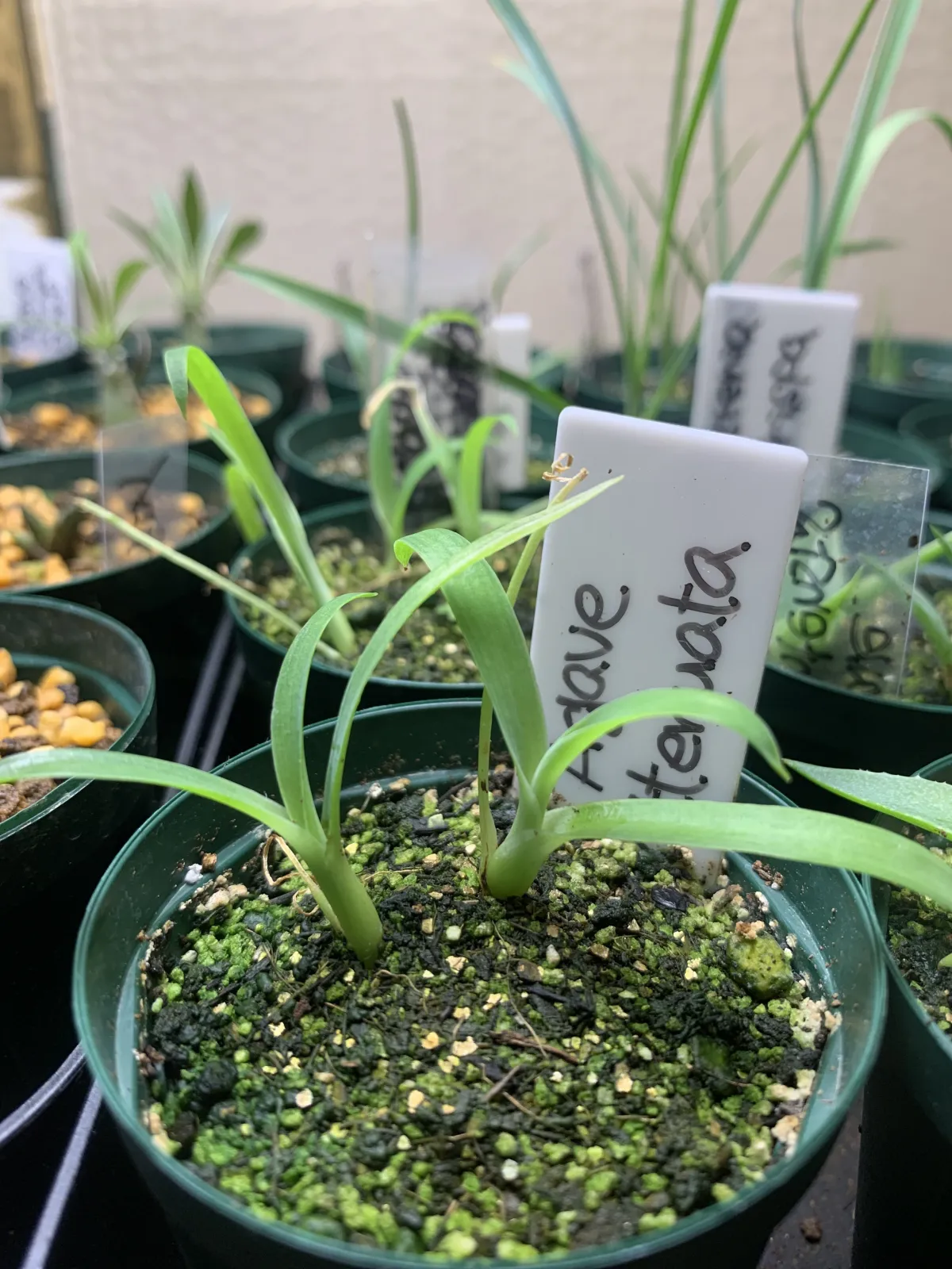 Agave attenuata (アガベ アテナータ)