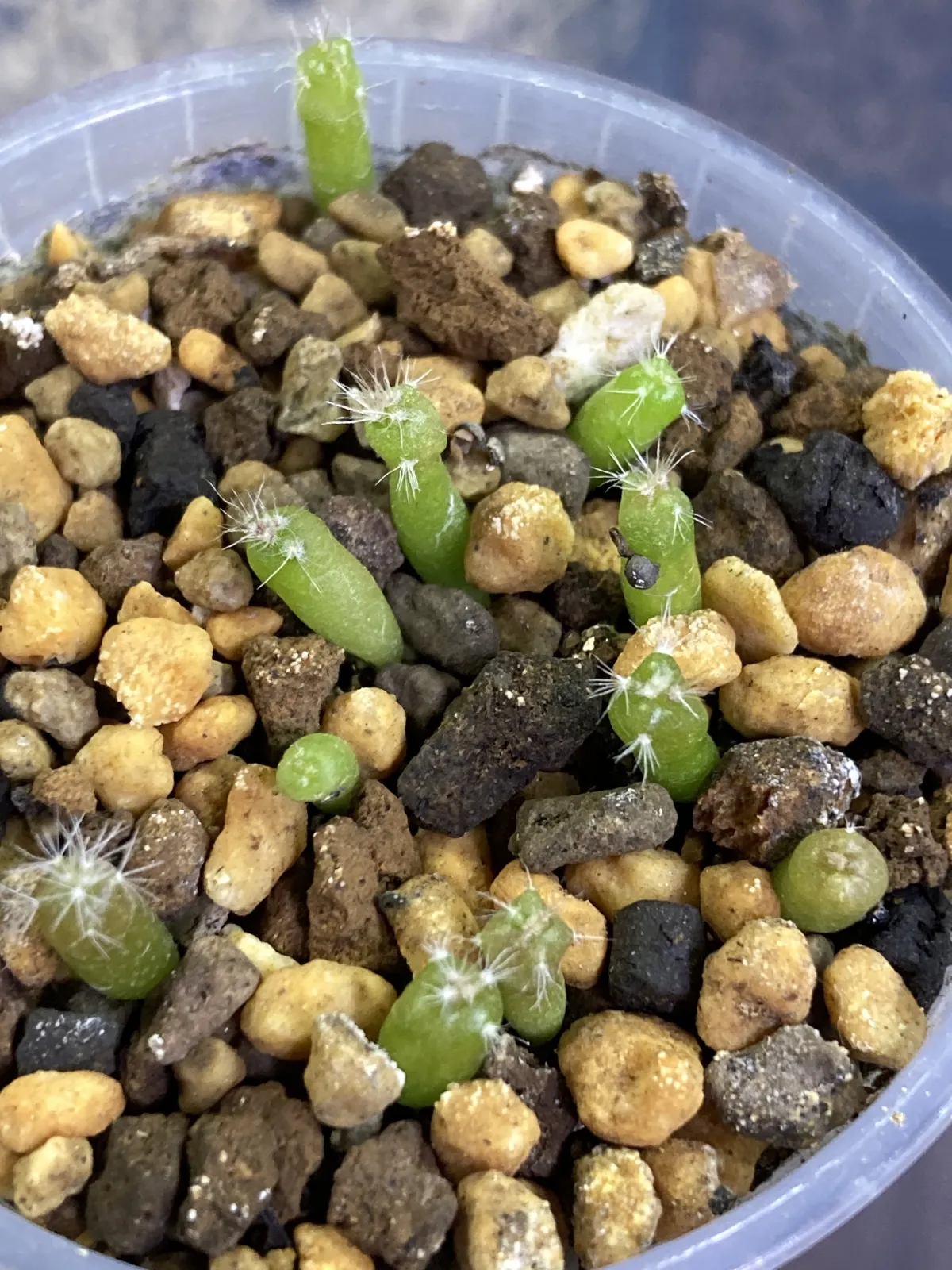 Echinofossulocactus zacatecasensis (エキノフォスロカクタス ザカテカセンシス)