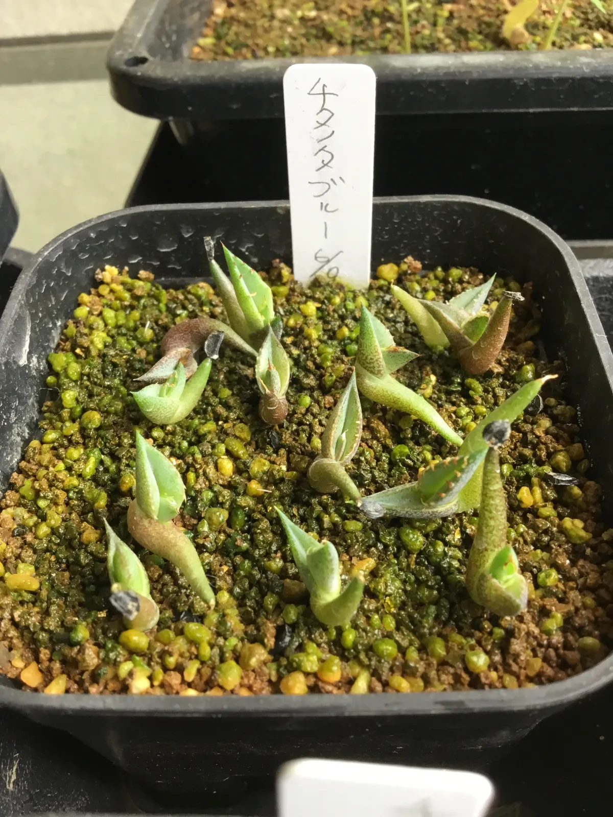 Agave titanota Blue Lot. (アガベ チタノタブルー)