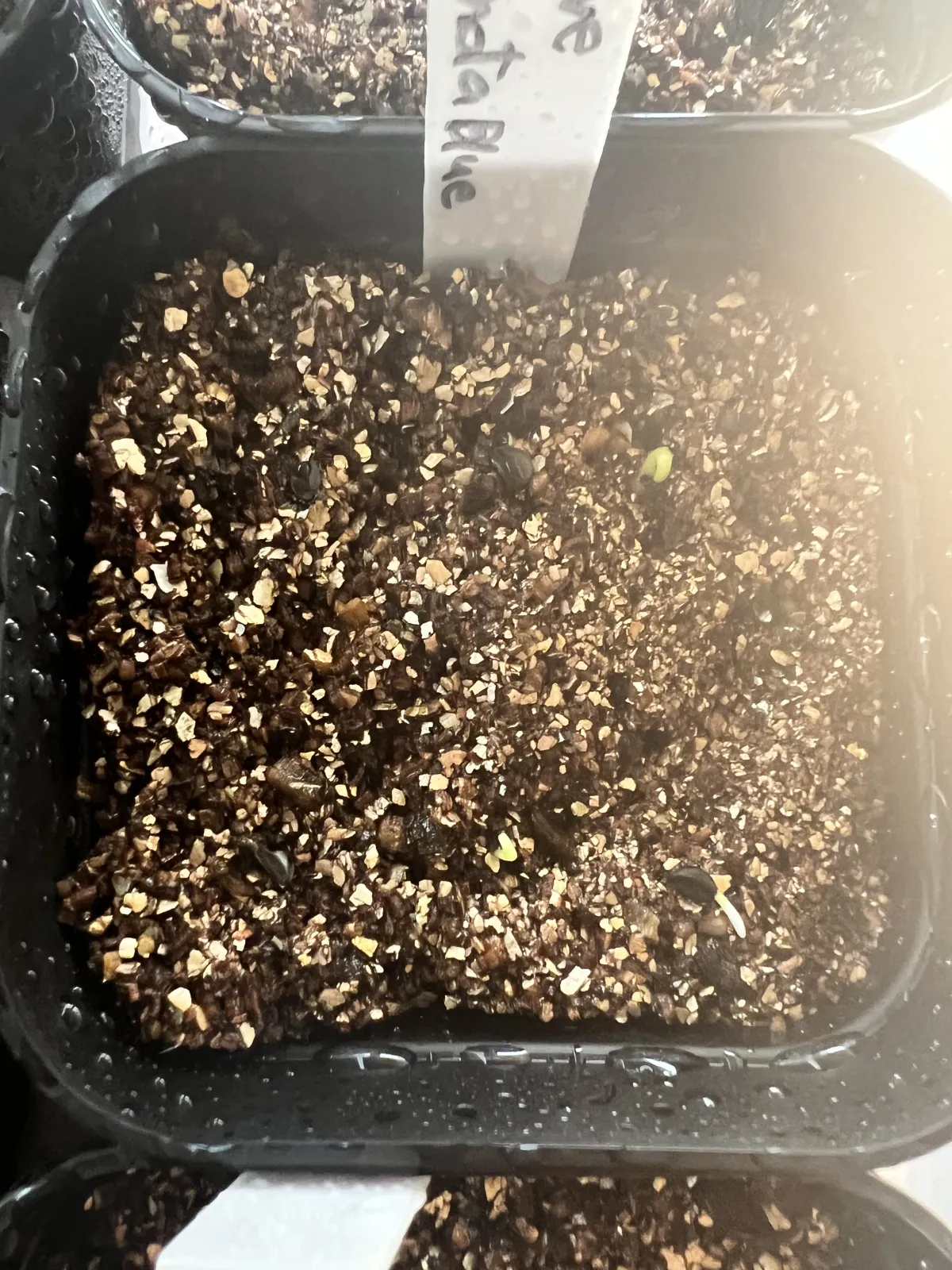 Agave titanota Blue Lot. (アガベ チタノタブルー)