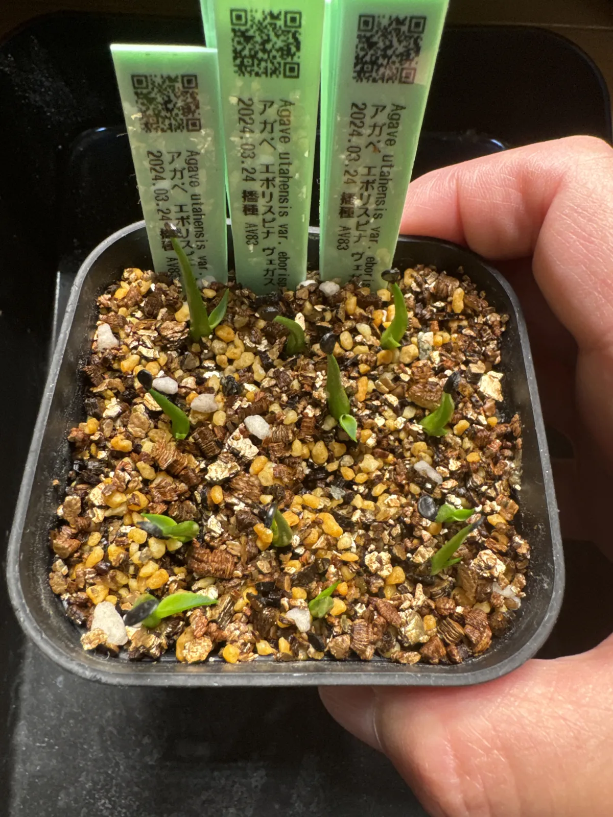 Agave utahensis var. eborispina Vegas (アガベ エボリスピナ ヴェガス)