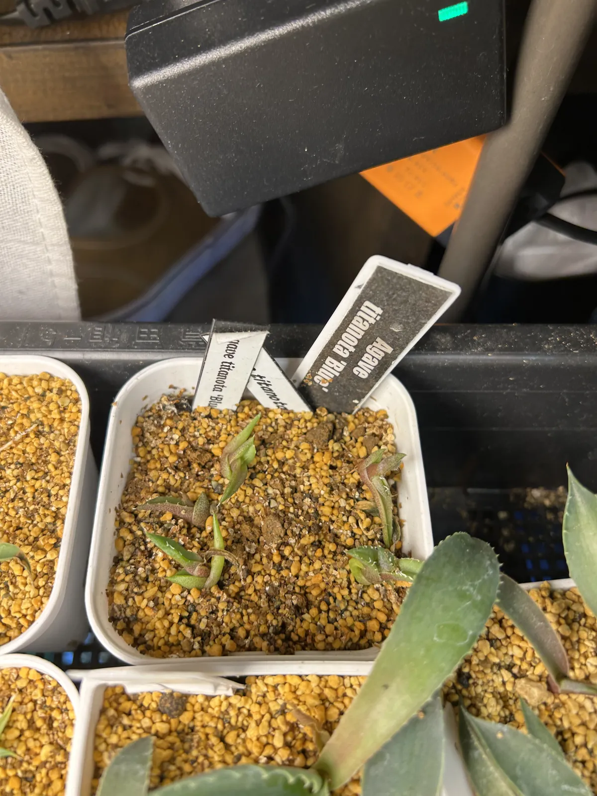 Agave titanota Blue Lot. (アガベ チタノタブルー)
