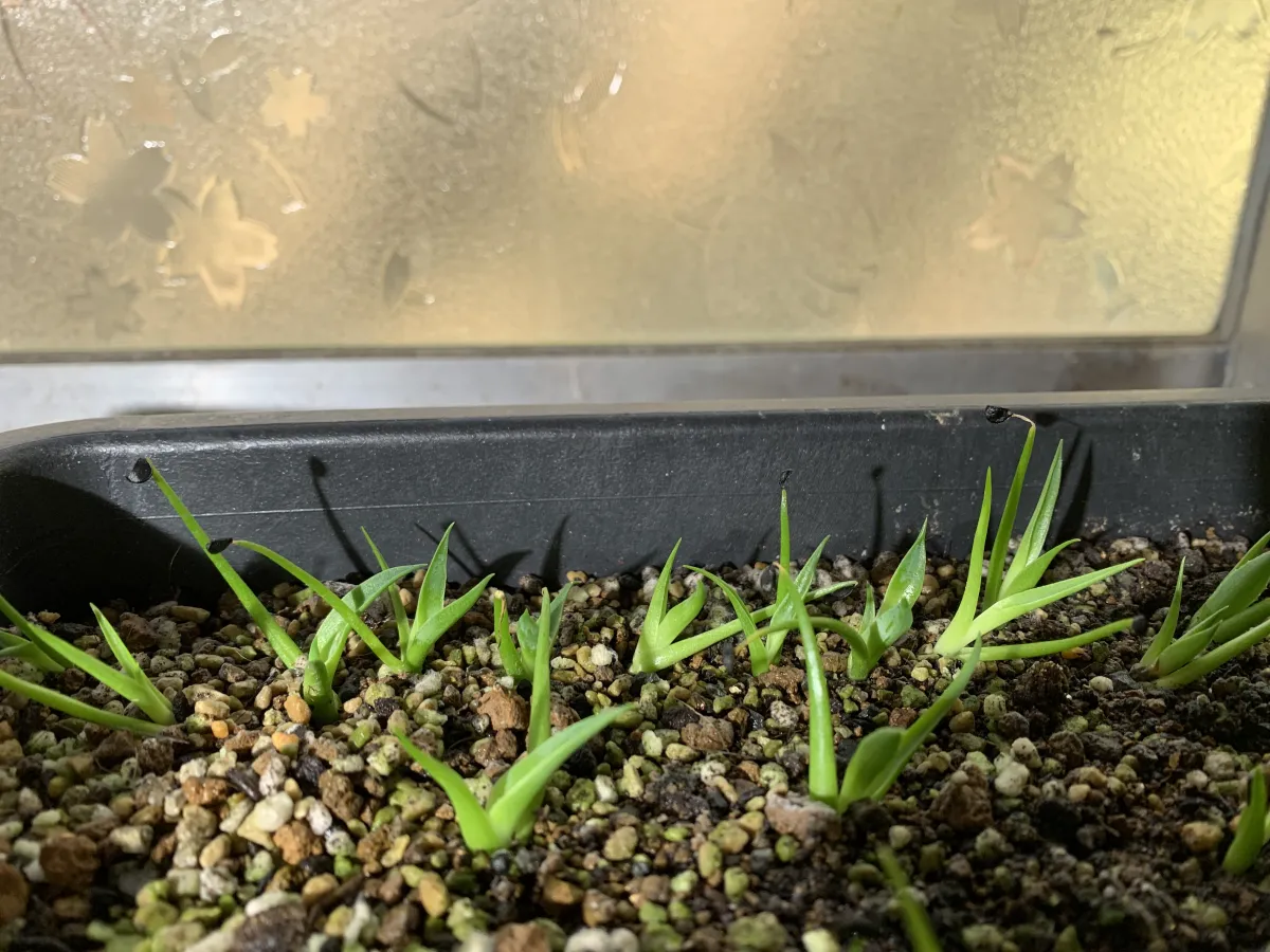 Agave utahensis nevadensis (アガベ ネヴァデンシス)