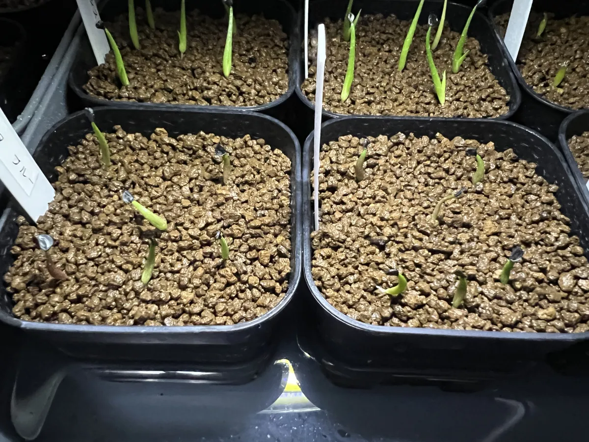 Agave titanota Blue Lot. (アガベ チタノタブルー)