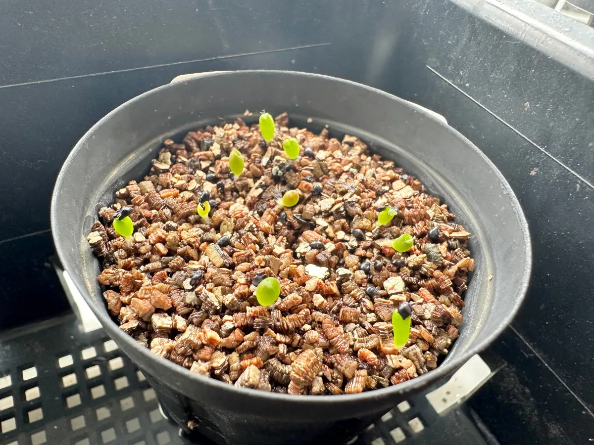 Uebelmannia pectinifera var. multicostata (ユーベルマニア ムルチコスタータ)