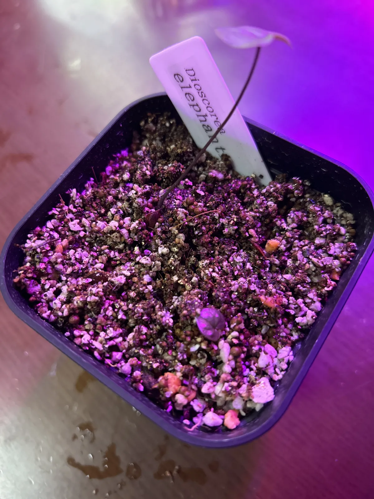 Dioscorea elephantipes Lot. (ディオスコレア エレファンティペス)