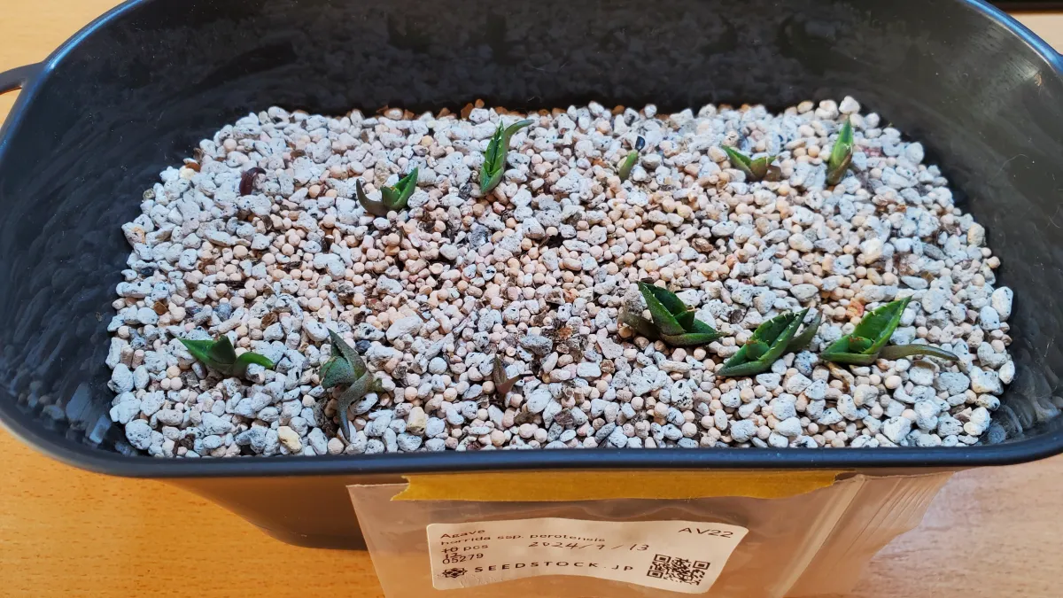 Agave horrida perotensis (アガベ ペロテンシス)