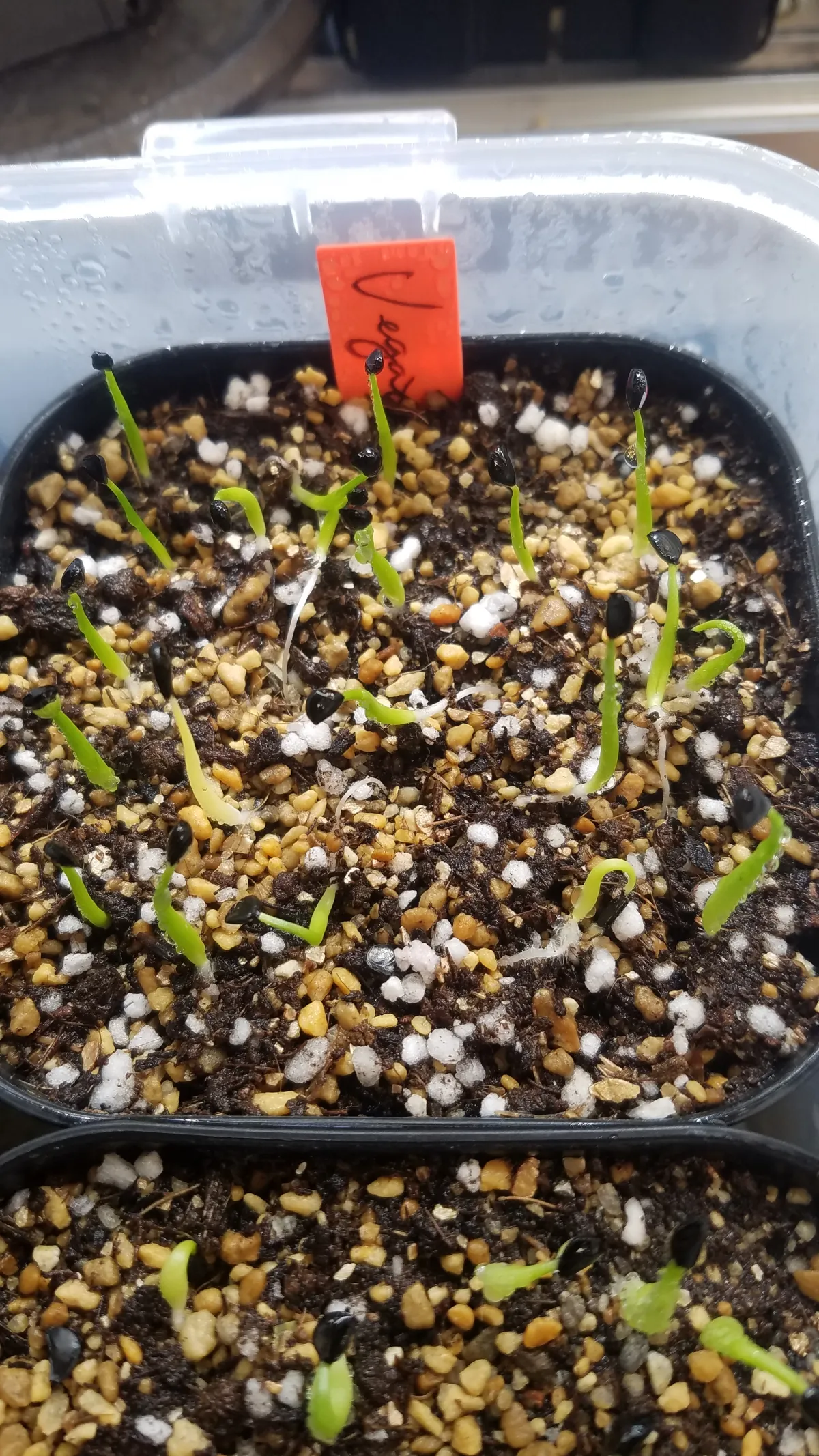Agave utahensis var. eborispina Vegas (アガベ エボリスピナ ヴェガス)