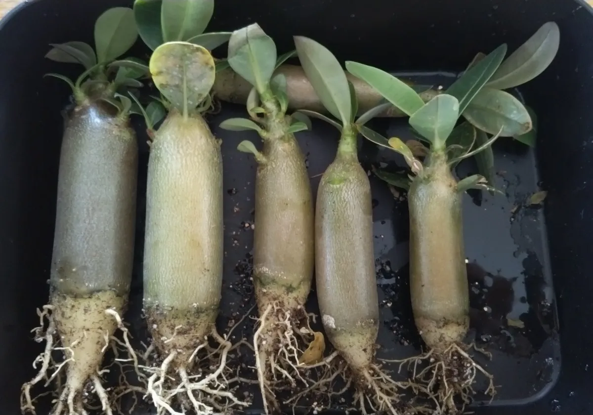 Adenium arabicum Alien (アデニウム エイリアン)