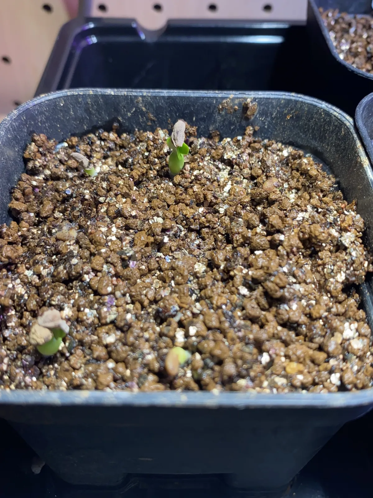 Pachypodium succulentum (パキポディウム サキュレンタム)