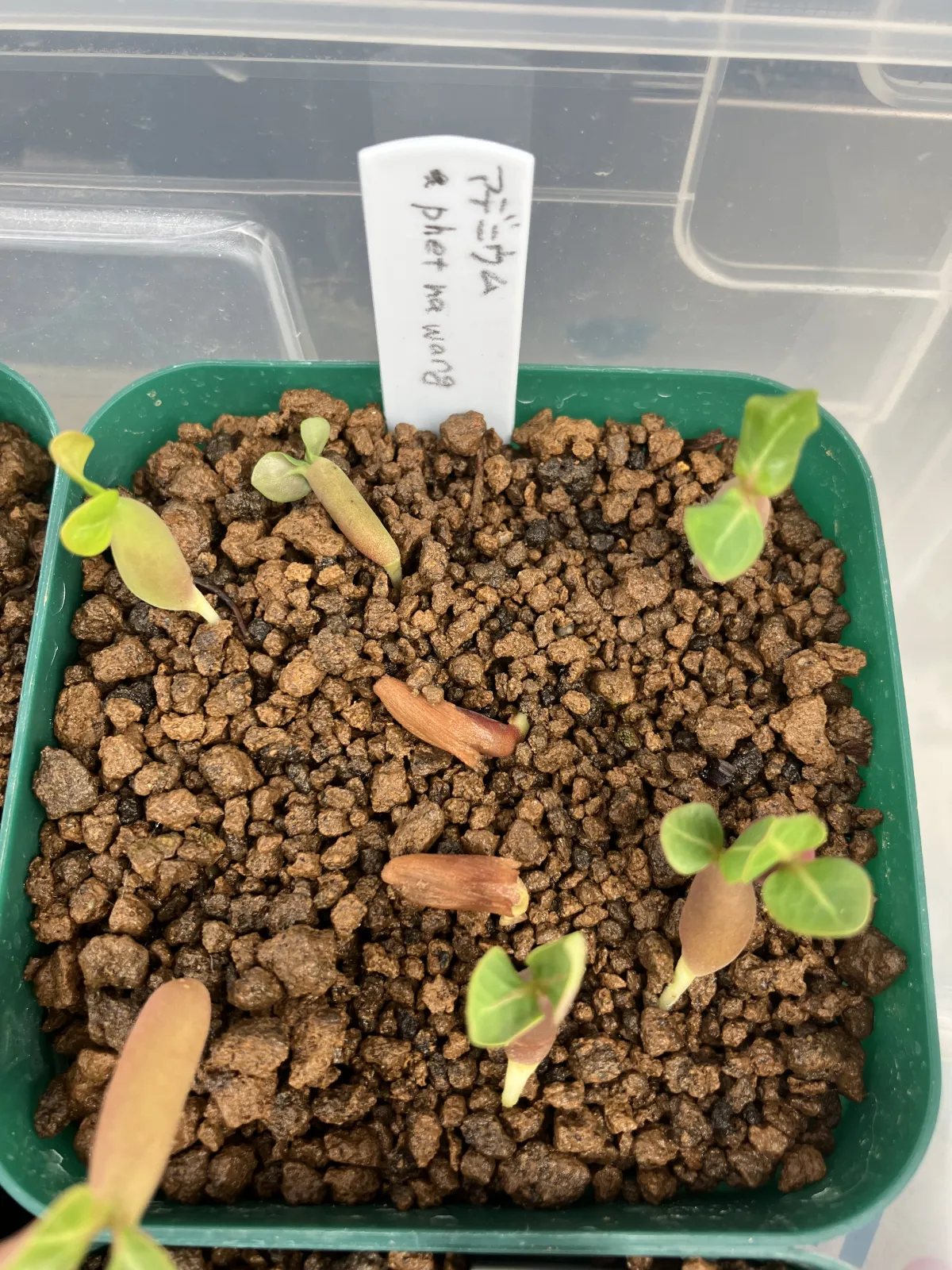 PNW Adenium arabicum phet na wang (アデニウム アラビカム)