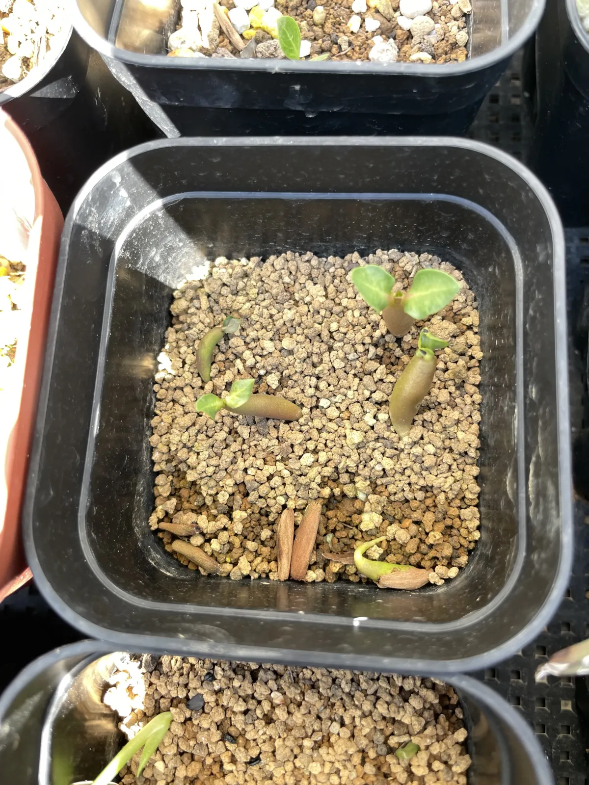 Adenium somalense var. black somalense (アデニウム ブラックソマレンセ)