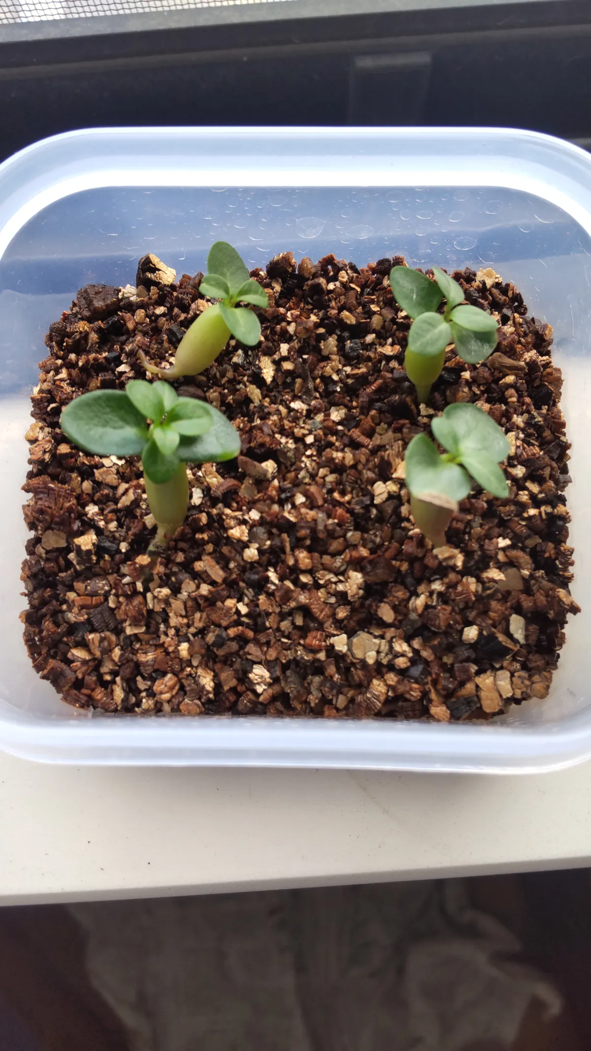 Pachypodium succulentum (パキポディウム サキュレンタム)