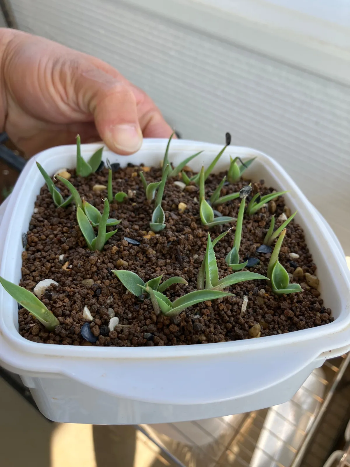 Agave parryi huachucensis Wakefield (アガベ パリー ウェイクフィールド)