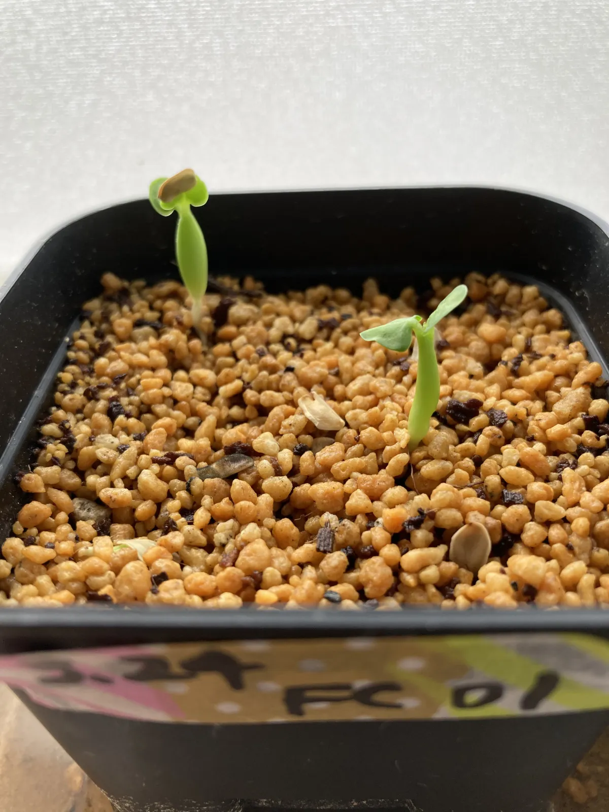 Fockea edulis (フォッケア 火星人)