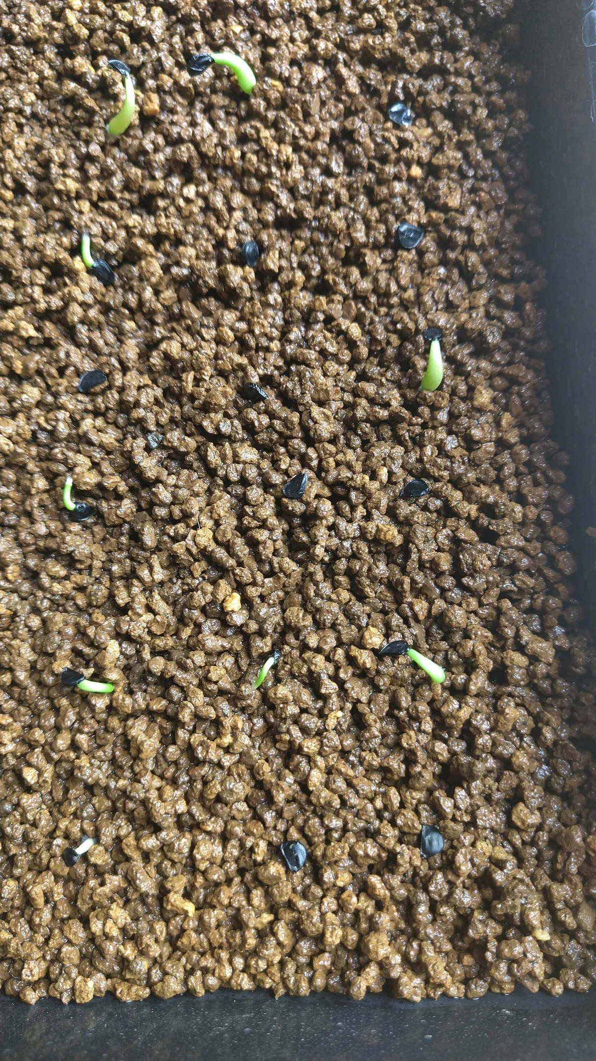 Agave titanota Blue Lot. (アガベ チタノタブルー)