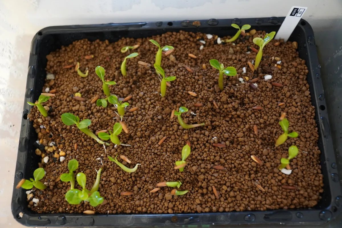 Adenium obesum (アデニウム オベスム)