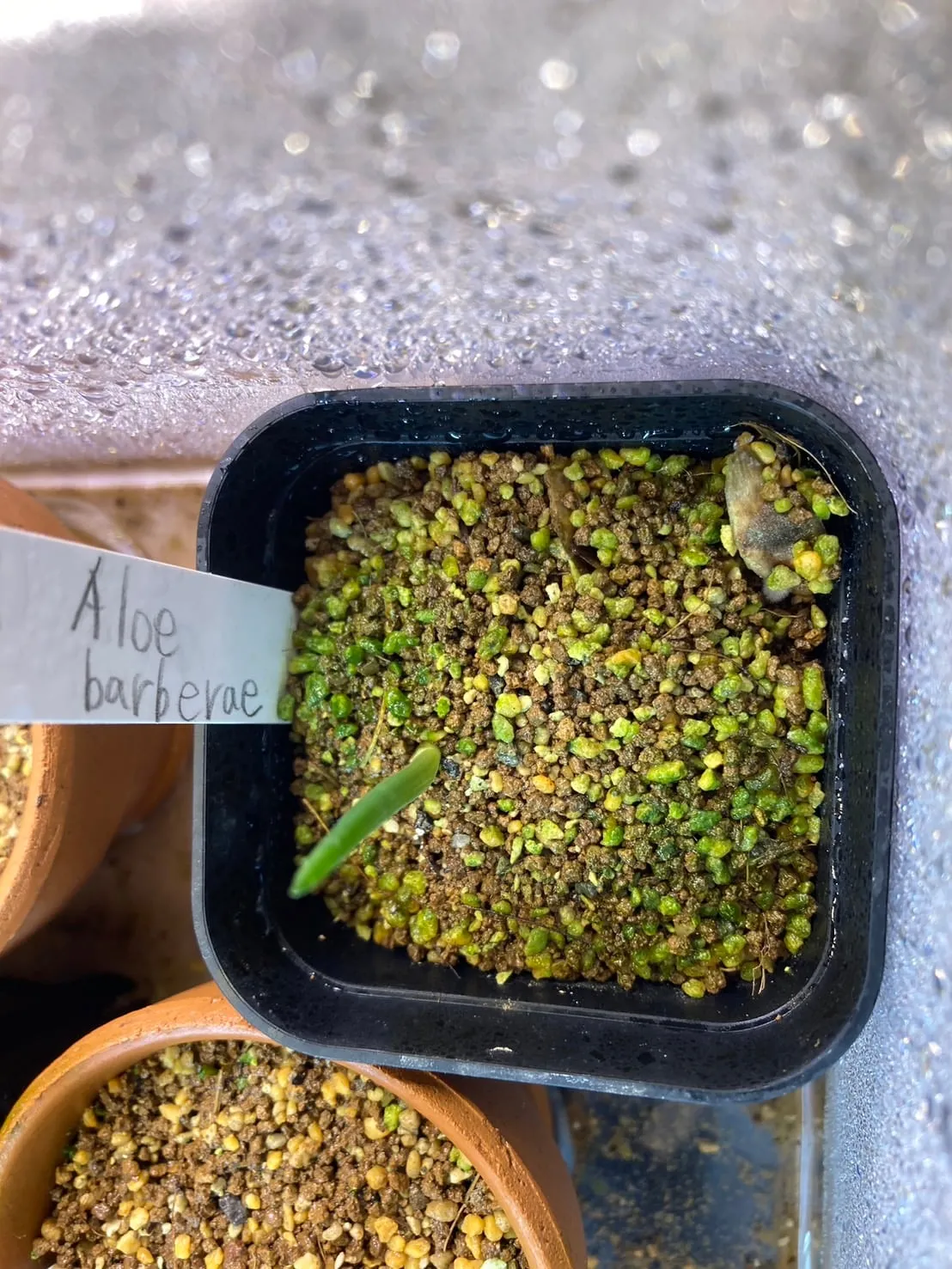 Aloe barberae (アロエ バルベラエ)