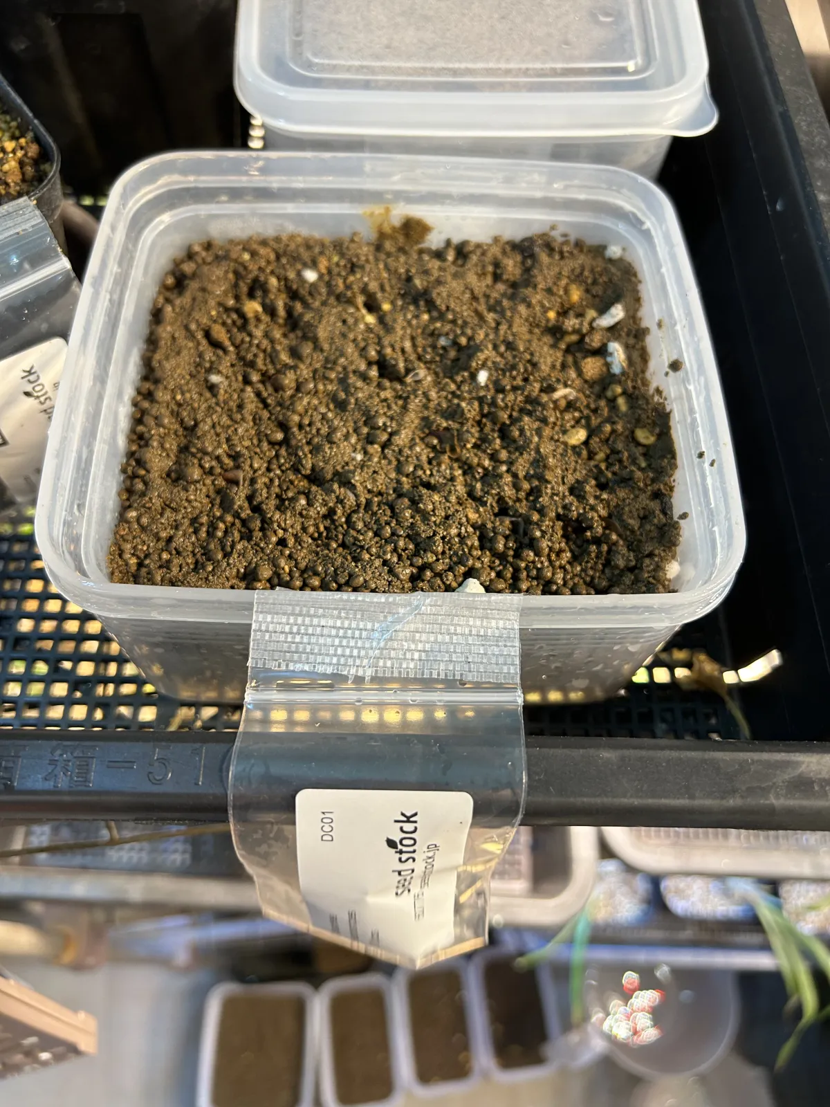 Dioscorea elephantipes Lot. (ディオスコレア エレファンティペス)