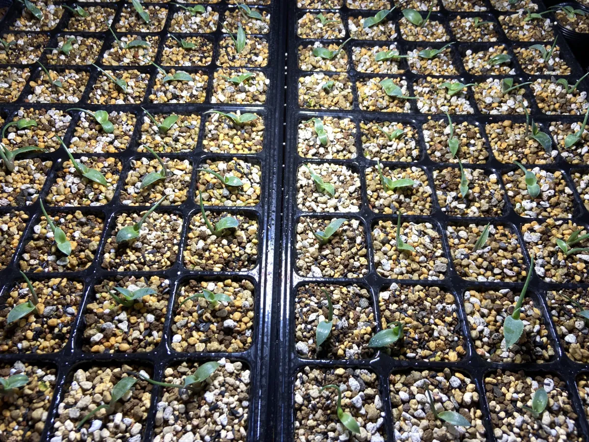 Agave seemanniana Pygmaea (アガベ ピグマエア)