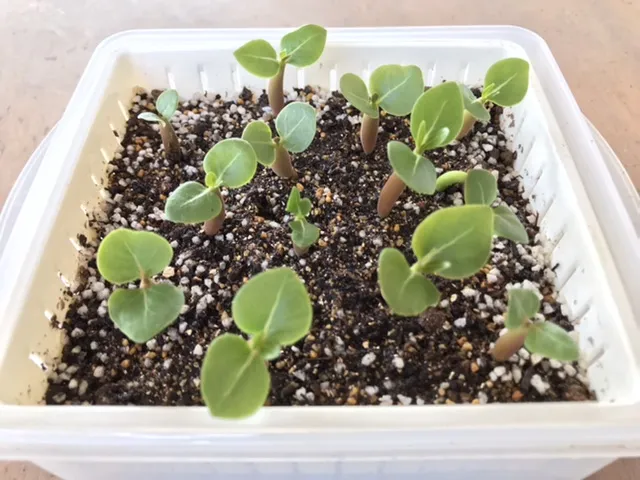 PNW Adenium arabicum phet na wang (アデニウム アラビカム)