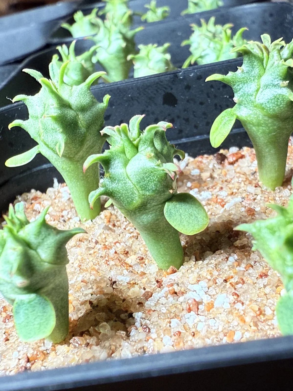 Euphorbia horrida var. norveldensis (ユーフォルビア ホリダ ノーベルデンシス)