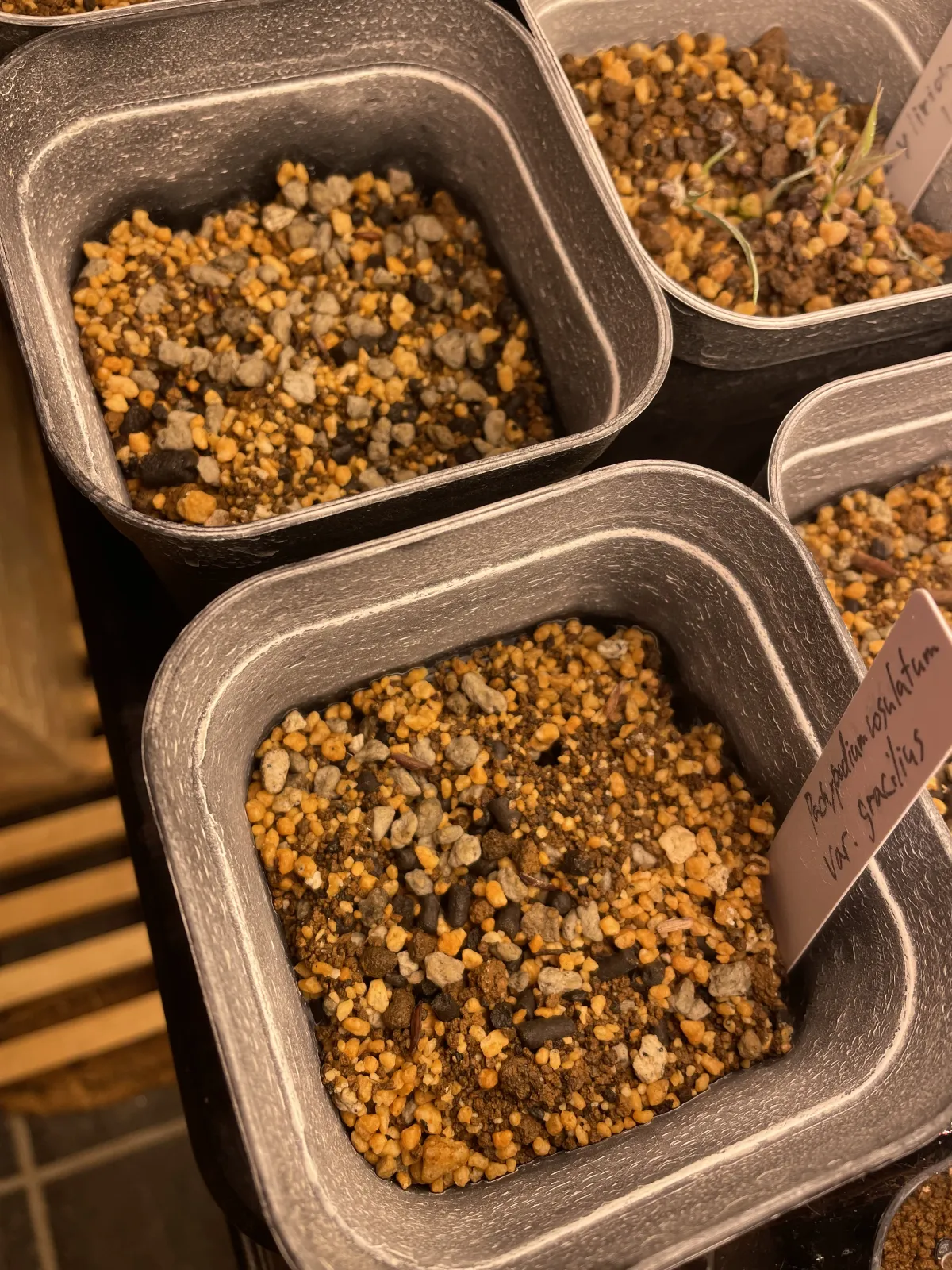 Pachypodium rosulatum var. gracilius ([無料種子] 発芽難 パキポディウム グラキリス　)
