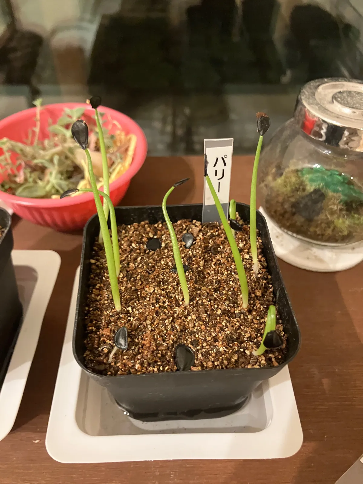 Agave parryi huachucensis Wakefield (アガベ パリー ウェイクフィールド)