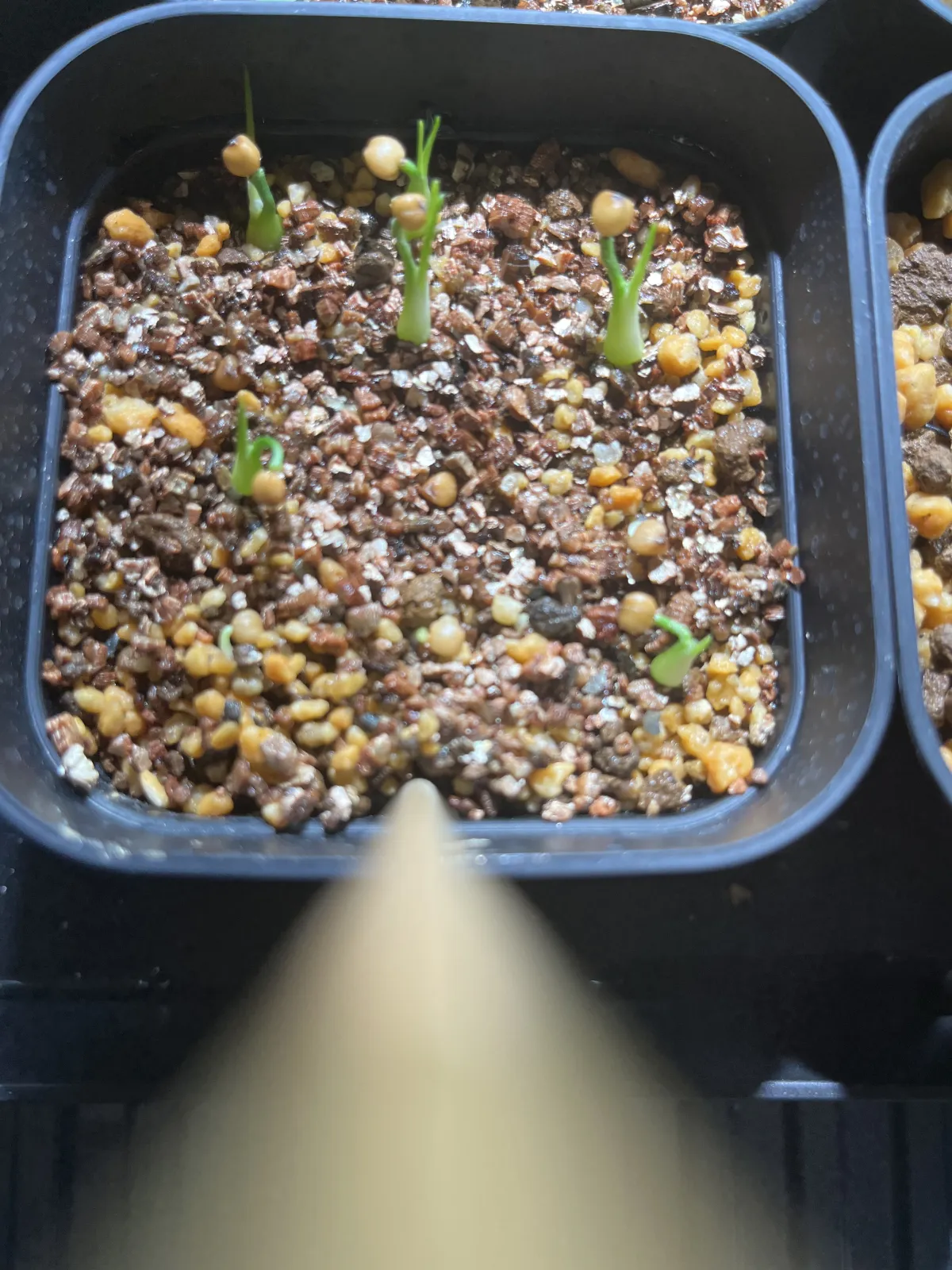 Beaucarnea gracilis (ボーカルネア グラキリス)