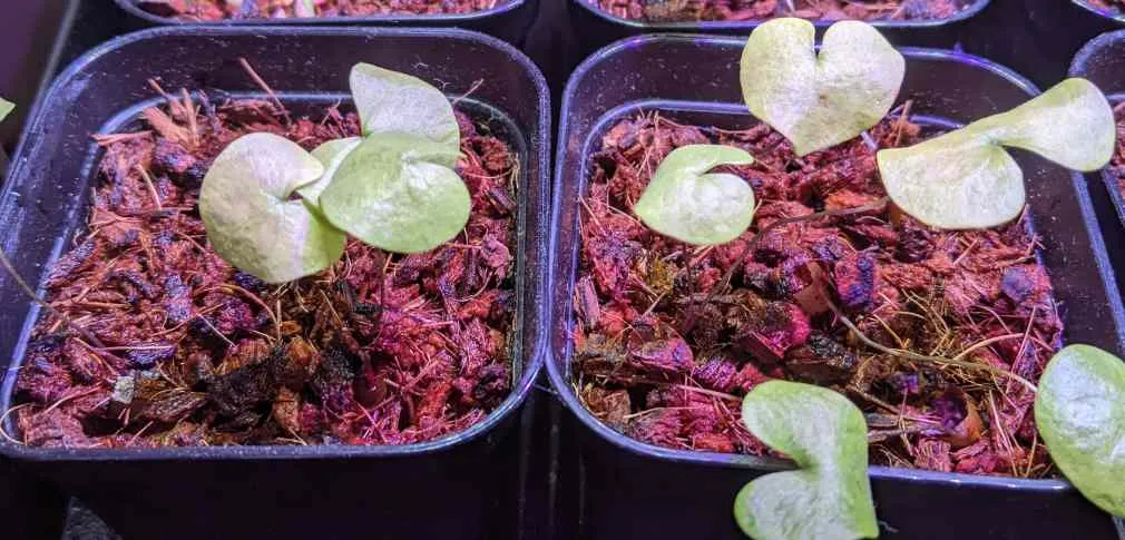 Dioscorea elephantipes (ディオスコレア エレファンティペス)