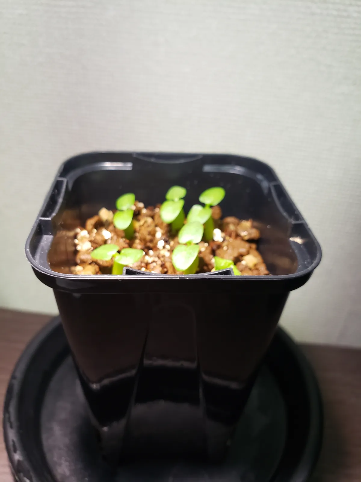 Pachypodium enigmaticum (パキポディウム エニグマチカム)