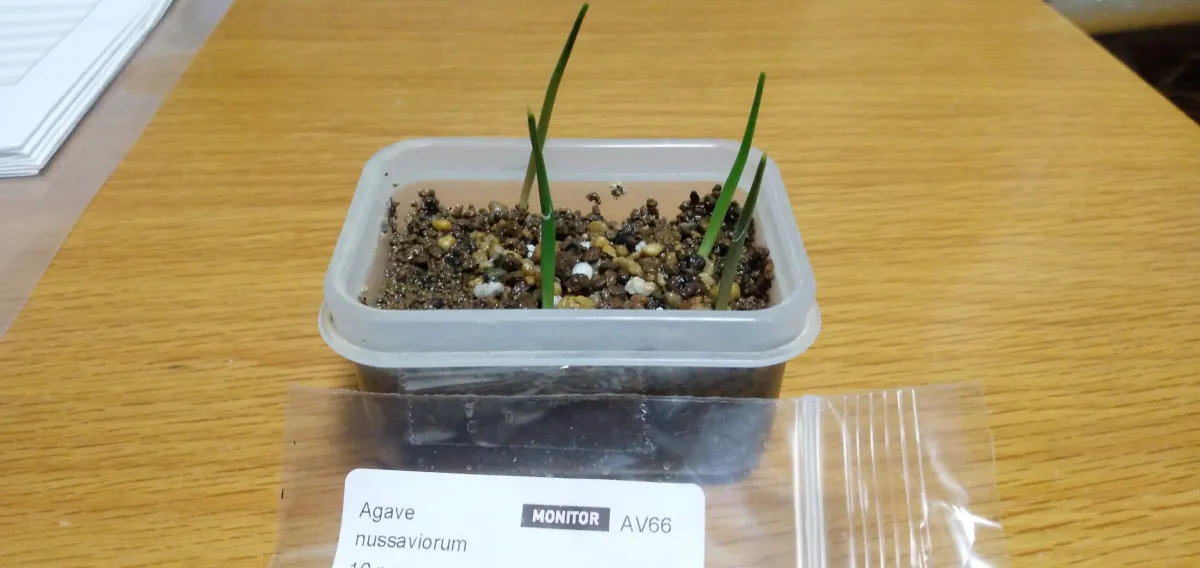 Agave nussaviorum