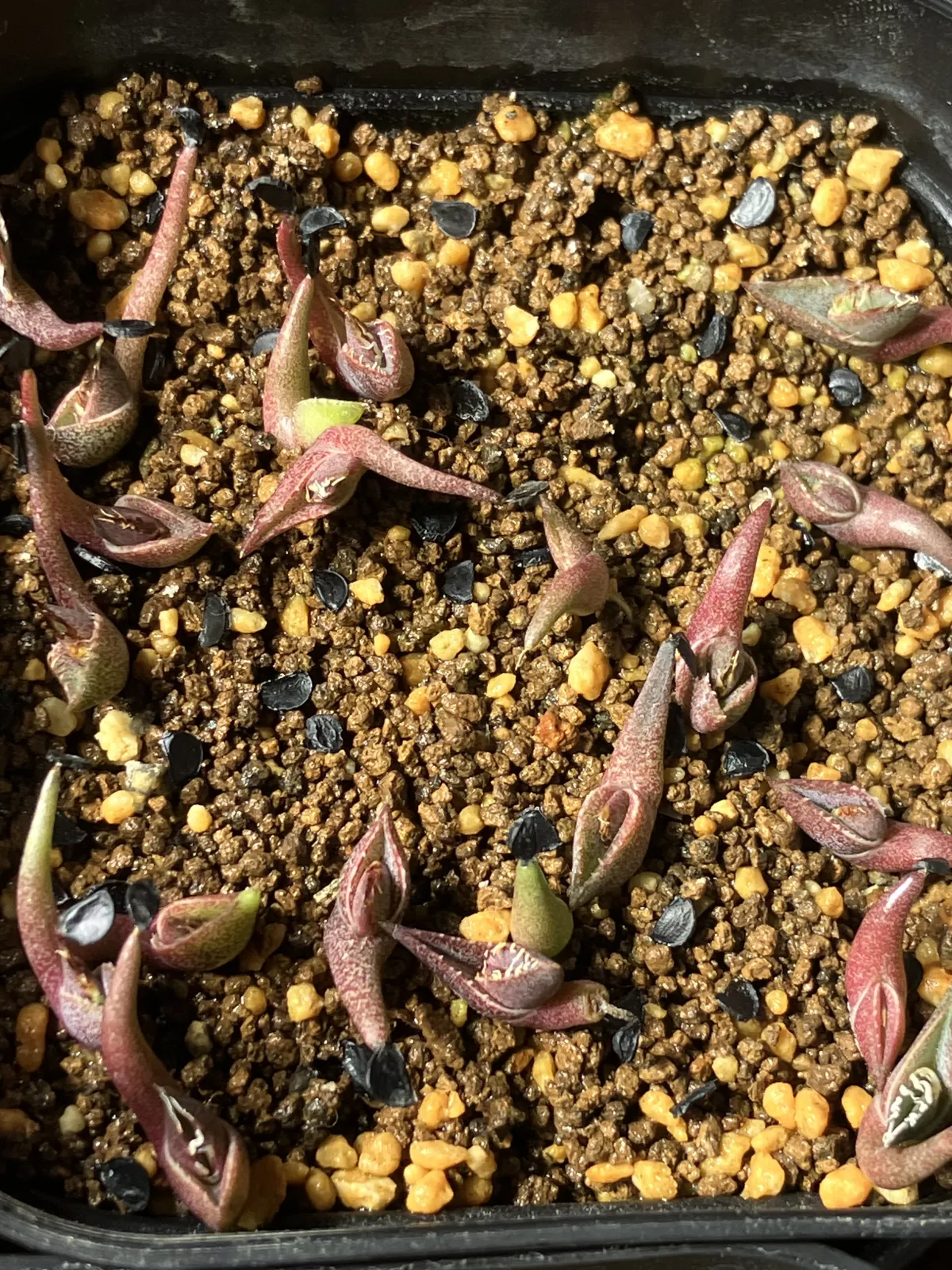 Agave oteroi Lot. (アガベ オテロイ)