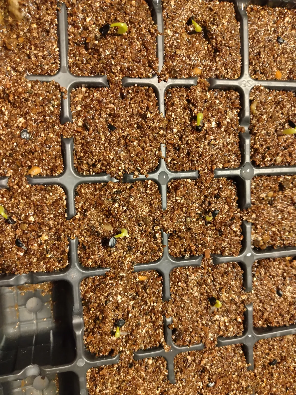 Agave titanota Blue Lot. (アガベ チタノタブルー)