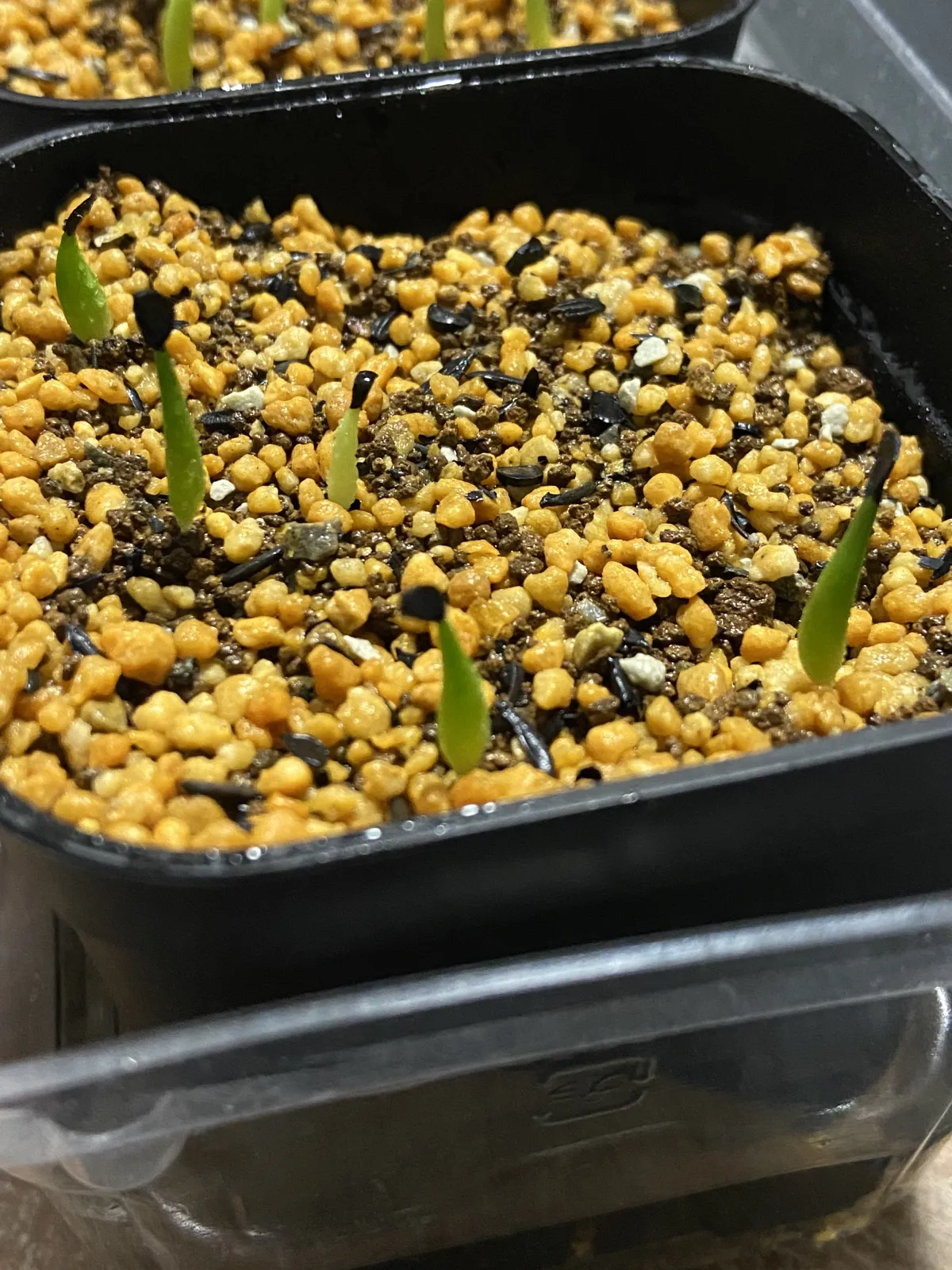 Agave oteroi Lot. (アガベ オテロイ)