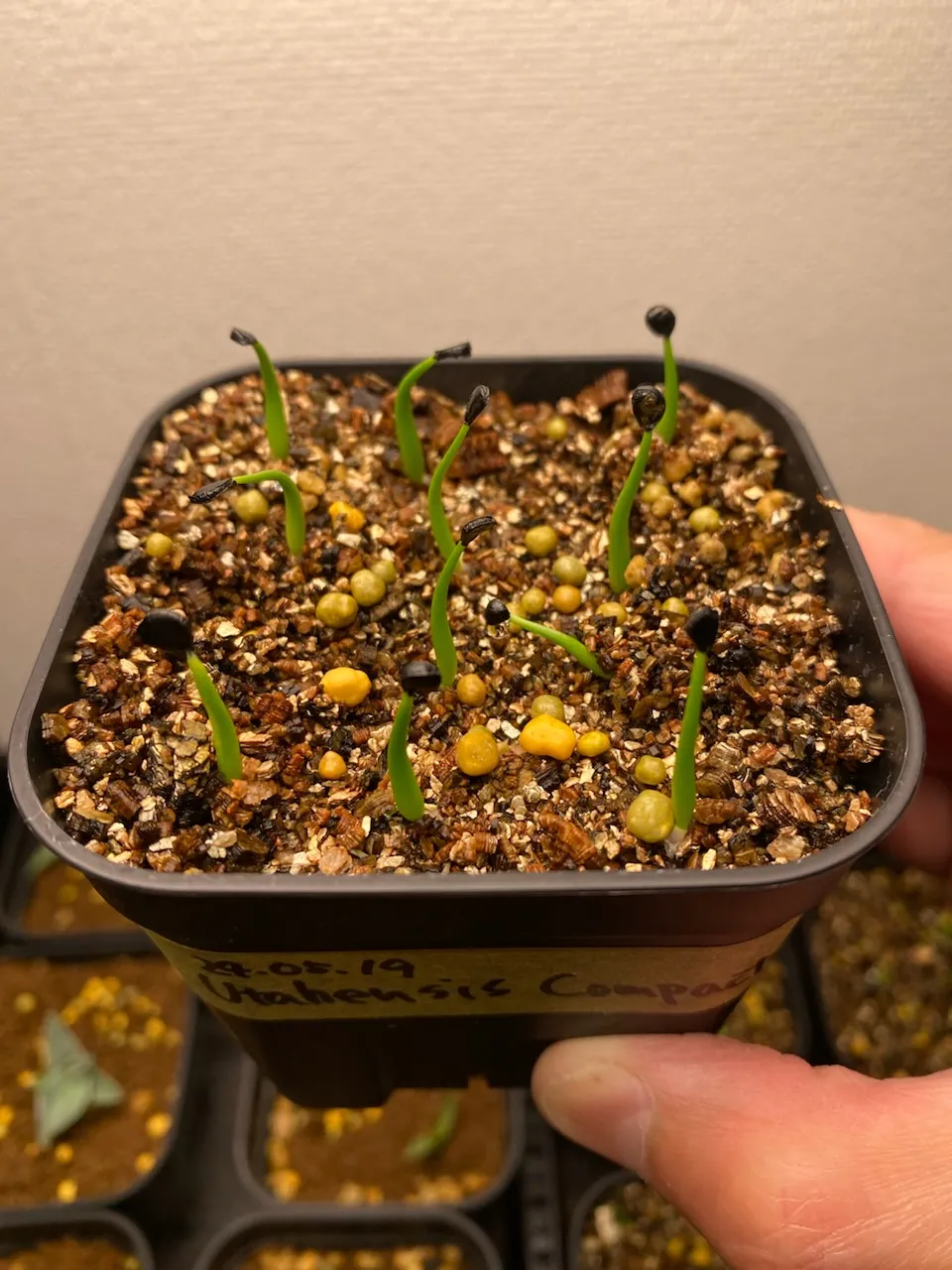 Agave utahensis ssp. utahensis Compacta (アガベ ユタエンシスコンパクタ)