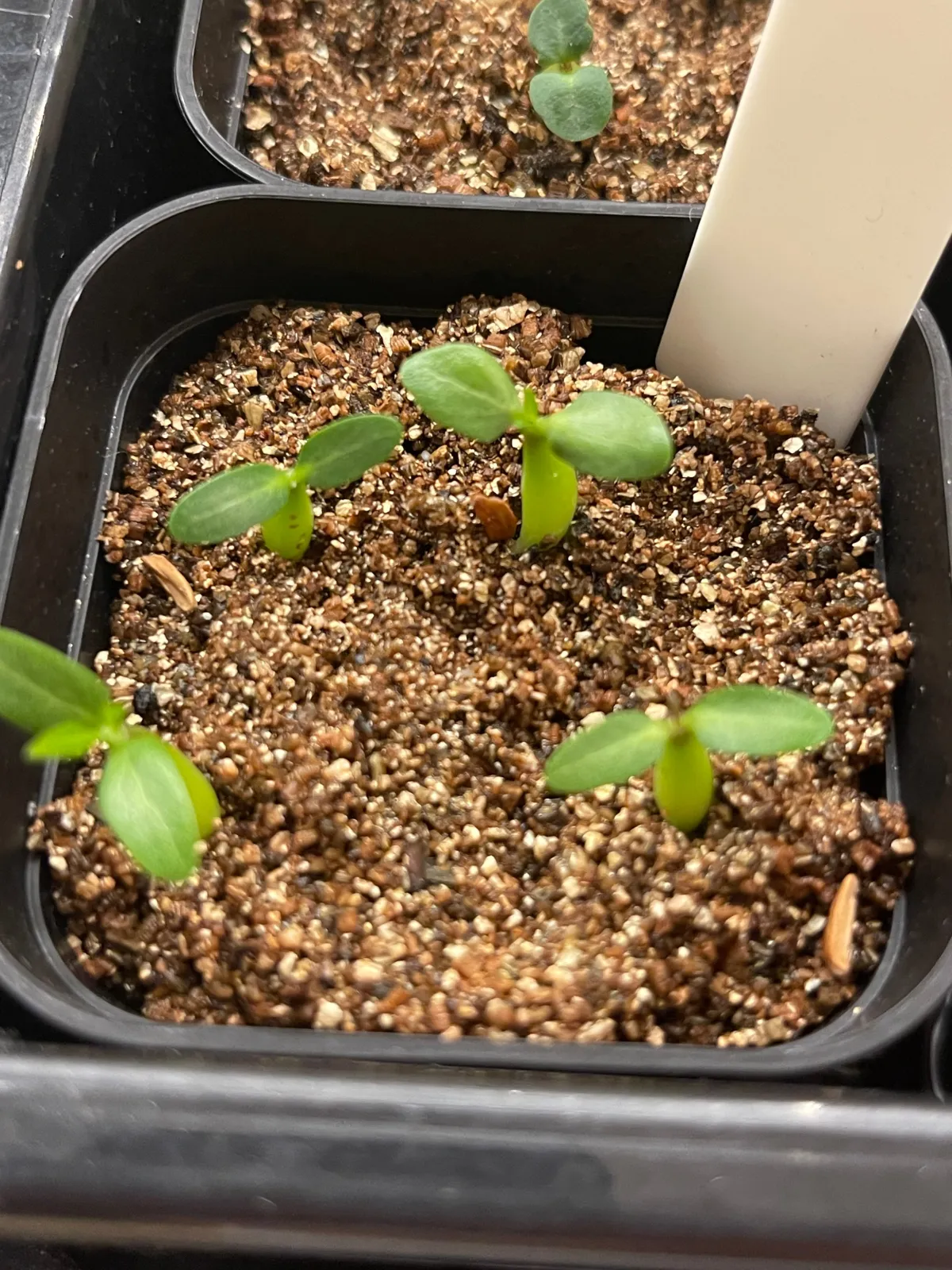 Pachypodium rosulatum ssp. makayense (パキポディウム マカイエンセ)