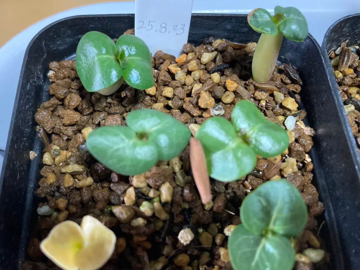 DHA SILA Adenium DHA SILA (アデニウム)
