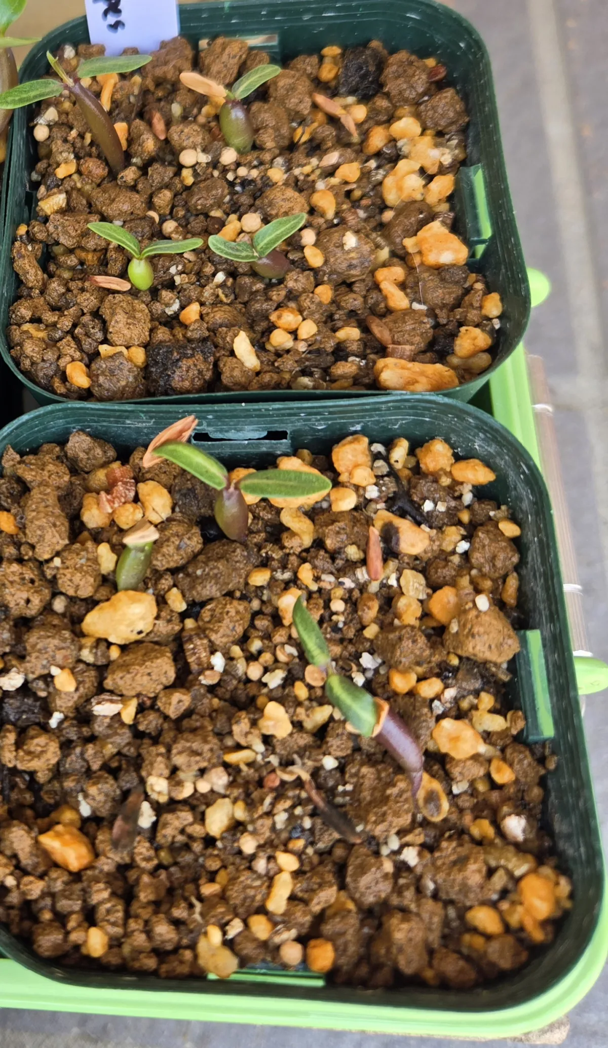 Pachypodium rosulatum ssp. cactipes (パキポディウム カクチペス)