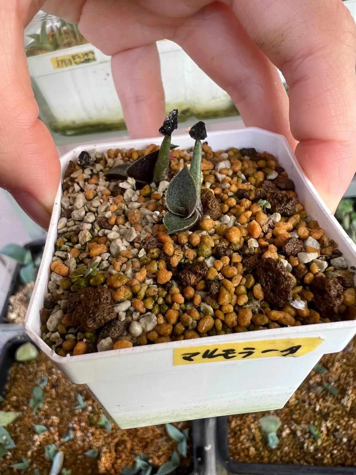 Agave marmorata (アガベ マルモラータ)