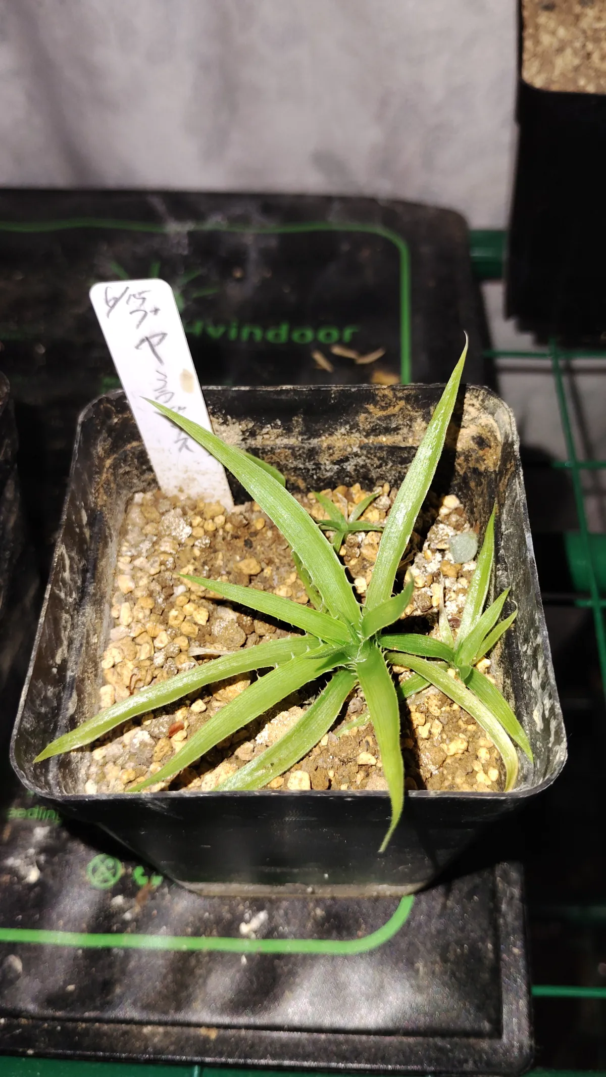Puya mirabilis (プヤ ミラビリス)