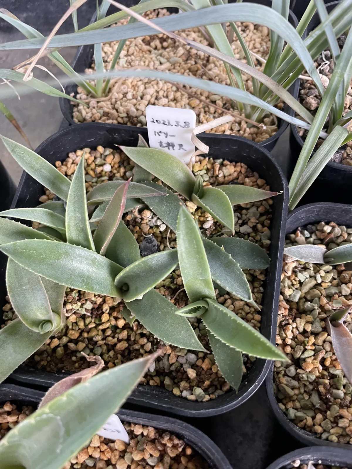 Agave parryi ssp. parryi (アガベ パリー)