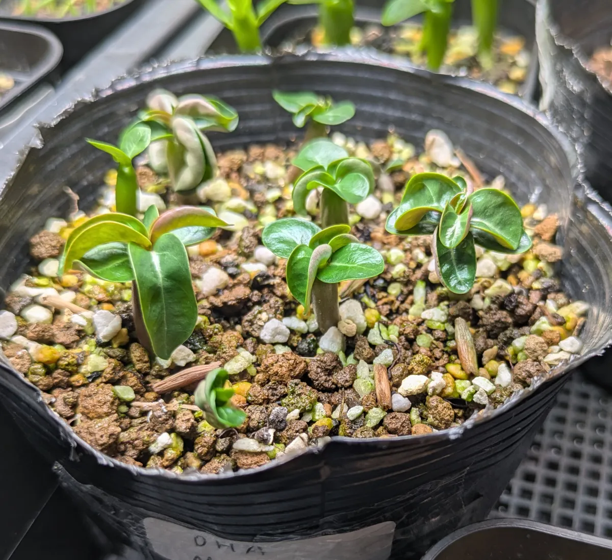 DHA Medusa Adenium DHA Medusa (アデニウム)