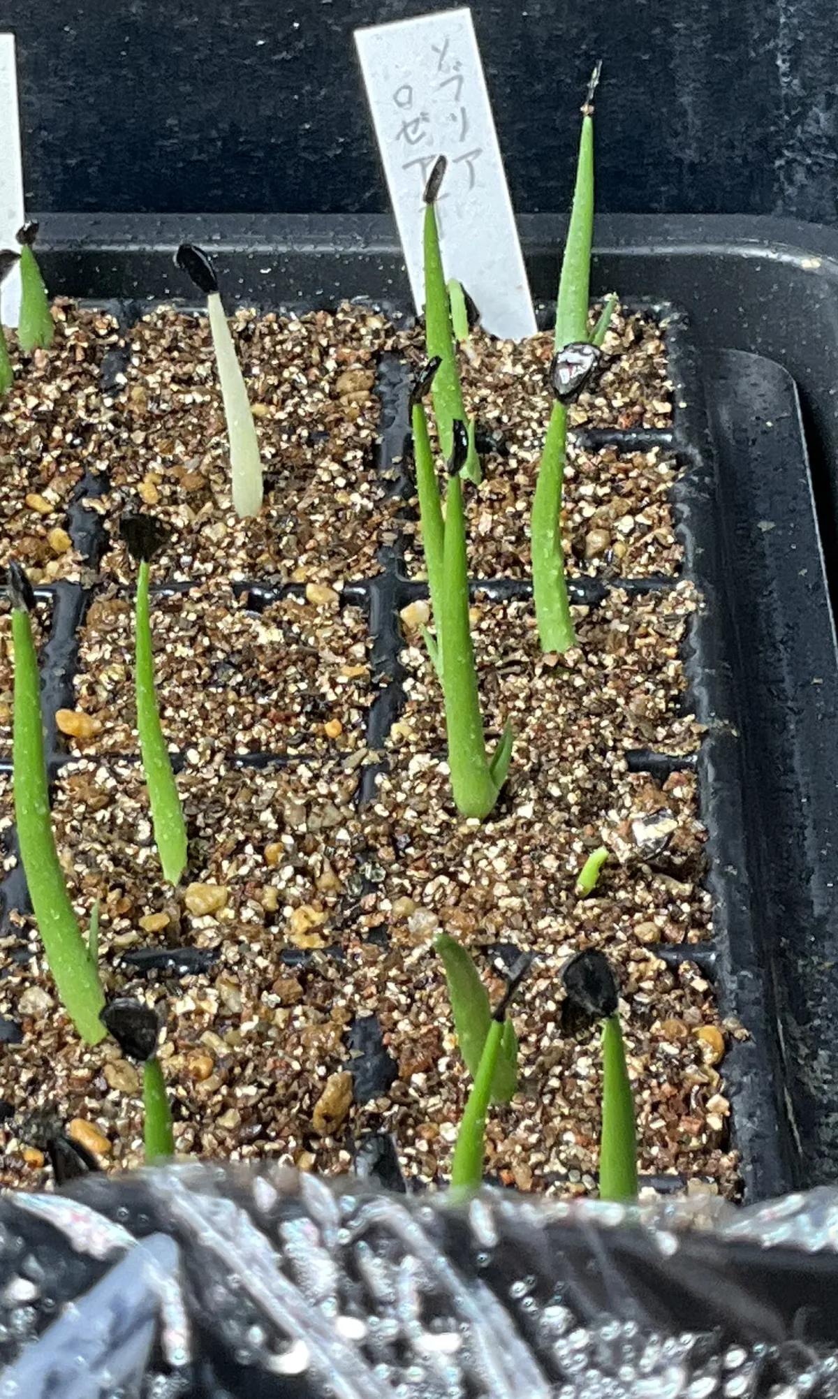 Agave sobria ssp. roseana (アガベ ソブリア ロゼアナ)