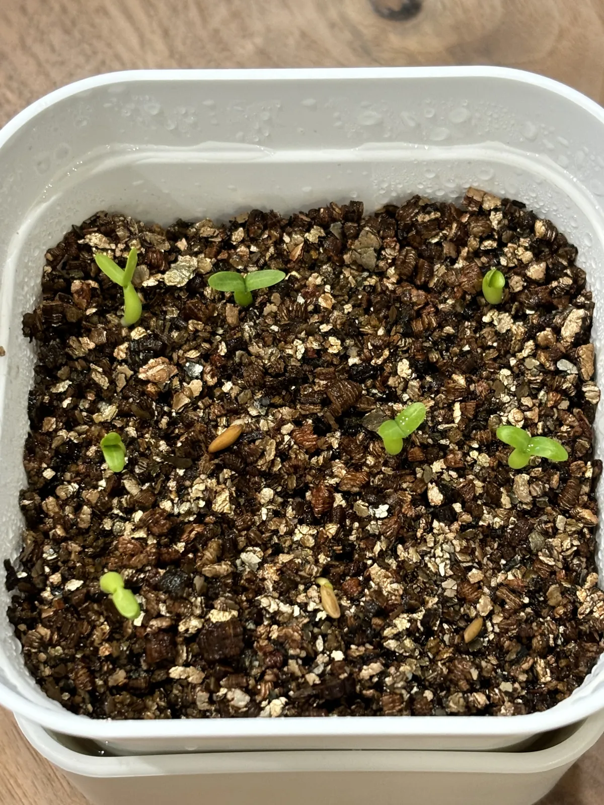 Pachypodium rosulatum ssp. makayense (パキポディウム マカイエンセ)