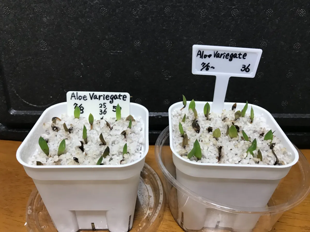 Aloe variegata (アロエ 千代田錦)