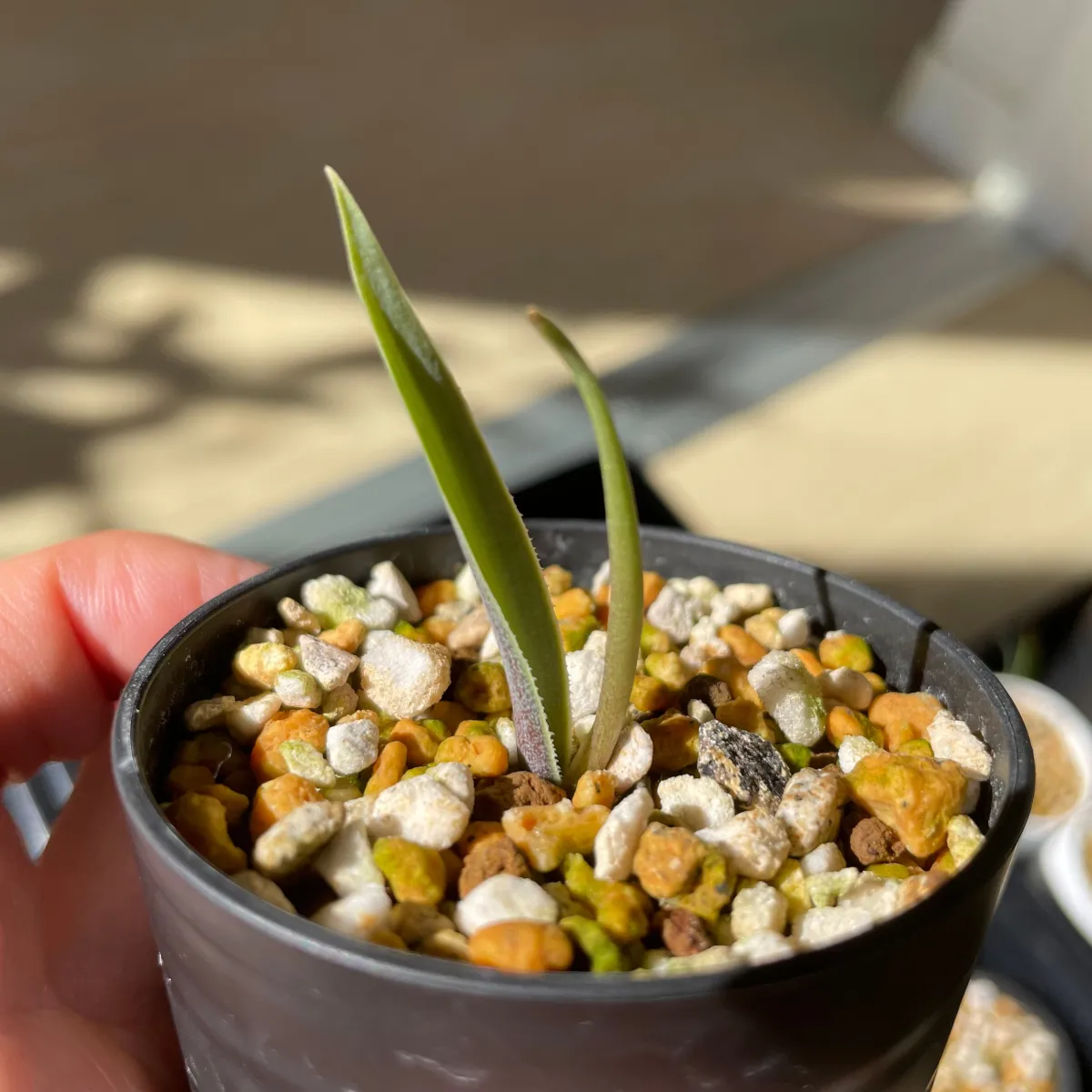 Agave rhodacantha (アガベ ロダカンサ ドワーフ)