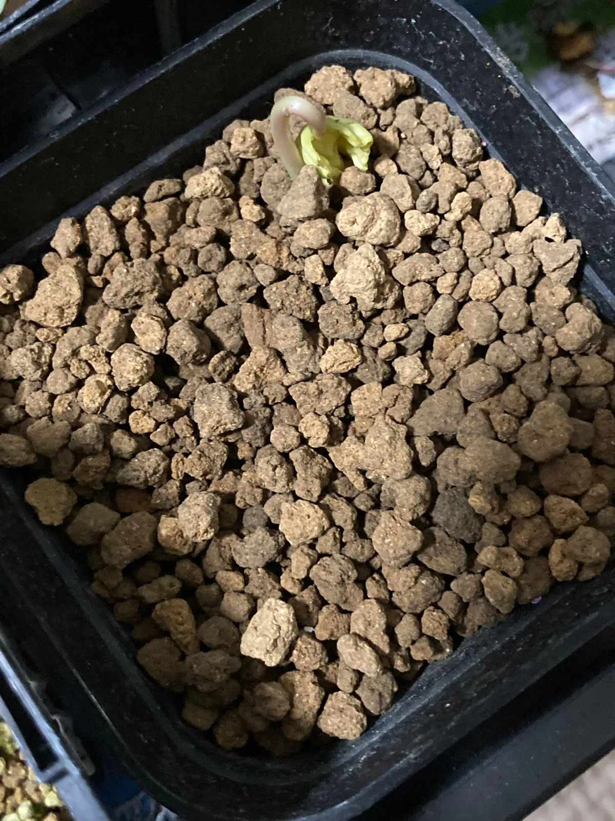 sp. Ipomoea sp. (イポメア)